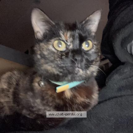 Photo 1/1 Chat retrouvé Perdu à Issus