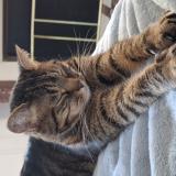 Photo de chat perdu à Varennes Sur Seine