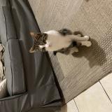 Photo de chat perdu à Conflans