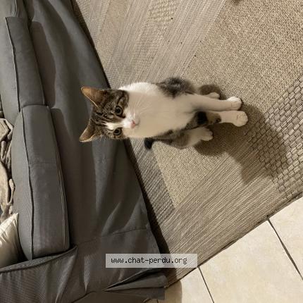 Photo 1/1 Leon Chat perdu à Conflans