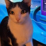 Photo de chat perdu à Bessemer