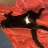 Photo de chat perdu à Beauregard Et Bassac