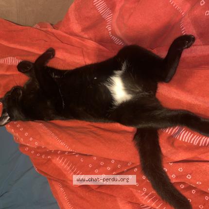 Photo 1/1 Amanite Chat perdu à Beauregard et bassac