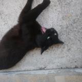 Photo de chat perdu à Bourg En Bresse