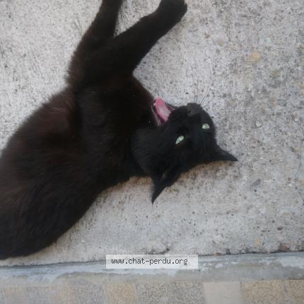 Photo 1/1 Oscar Chat perdu à Bourg en bresse