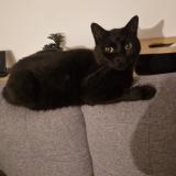 Photo de chat perdu à Beautheil Saint