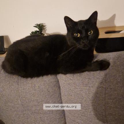 Photo 1/1 Krokmou Chat perdu à Beautheil saint