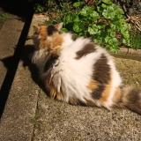 Photo de chat trouvé à Villemomble