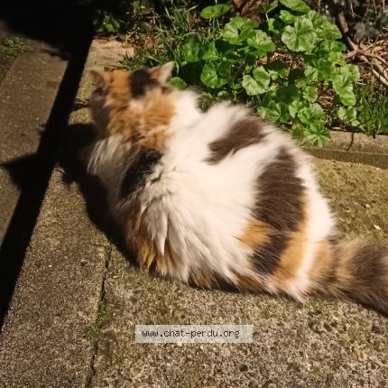 Photo 1/2 Chat trouvé Trouvé à Villemomble