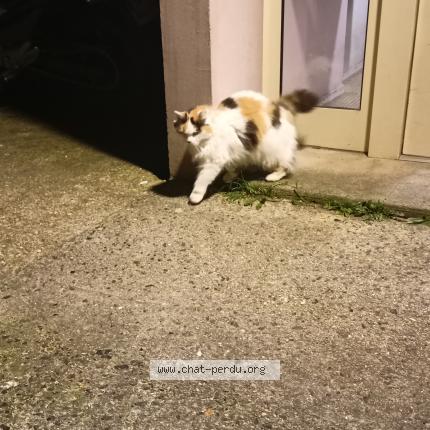 Photo 2/2 Chat trouvé Trouvé à Villemomble