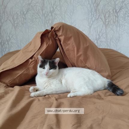 Photo 1/1 Razik Chat perdu à Coublevie