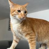 Photo de chat perdu à Juncos