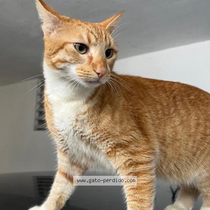 Photo 1/1 Kitty Chat perdu à Juncos