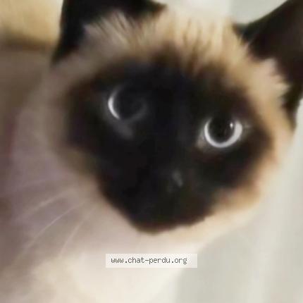Photo 1/1 Chat retrouvé Perdu à Mordelles