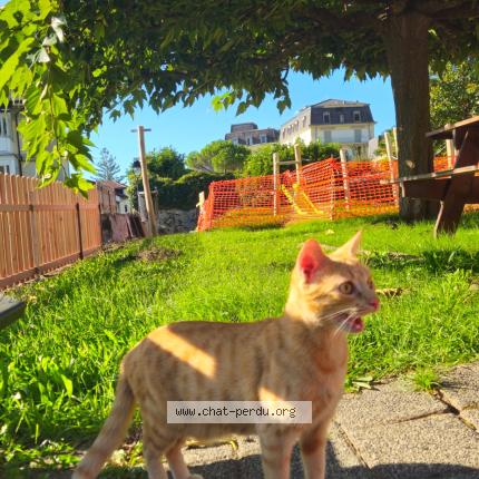 Photo 1/1 KAPA Chat perdu à Veytaux
