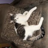 Photo de chat perdu à Norwalk