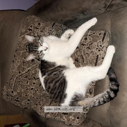 Photo 1/1 Mikey nike Chat perdu à Norwalk