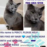 Photo de chat perdu à Chicago Ridge