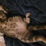 Photo de chat perdu à Grand Prairie