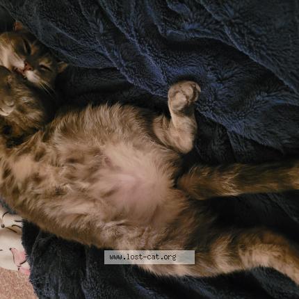 Photo 1/1 Maybee Chat perdu à Grand prairie