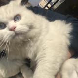 Photo de chat perdu à Islamabad E 11 Khudadad Heights