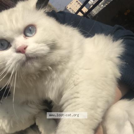 Photo 1/1 Cherry berry Chat perdu à Islamabad e 11 khudadad heights