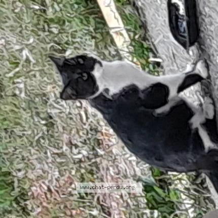 Photo 1/1 Nez noir Chat perdu à Pressins
