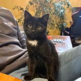 Photo de chat perdu à Saint Germain Laprade