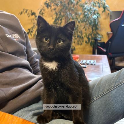 Photo 1/1 Limo Chat perdu à Saint germain laprade