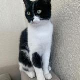 Photo de chat perdu à Collonges Sous Saleve