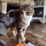 Photo de chat perdu à Vence