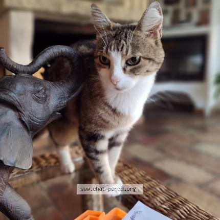 Photo 1/1 Pinkie Chat perdu à Vence