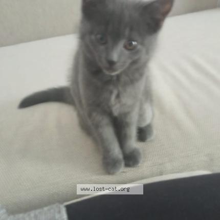 Photo 1/1 Mia Chat perdu à Berlin