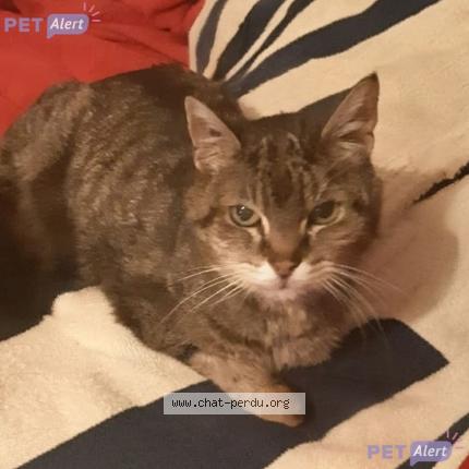 Photo 1/1 Filou Chat perdu à Redon