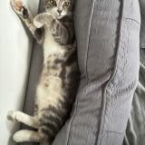 Photo de chat perdu à Biville Sur Mer