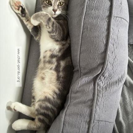 Photo 1/1 Wilo Chat perdu à Biville sur mer