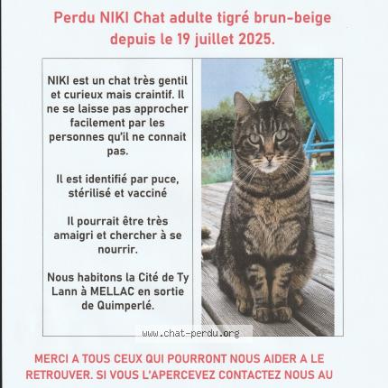 Photo 1/1 Niki Chat perdu à Mellac
