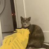 Photo de chat perdu à Marseille