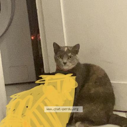 Photo 1/1 Mikasa Chat perdu à Marseille