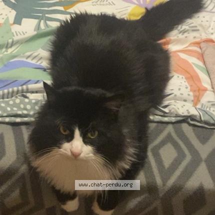 Photo 1/1 Chat retrouvé Perdu à Domerat