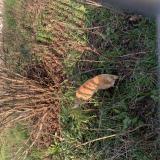 Photo de chat trouvé à Lille