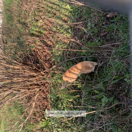 Photo 1/1 Chat trouvé Trouvé à Lille