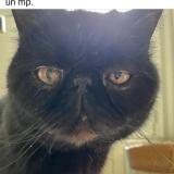 Photo de chat perdu à Bedarieux