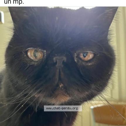 Photo 1/1 Lina Lamara Chat perdu à Bedarieux