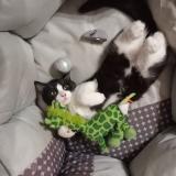 Photo de chat perdu à Louhans