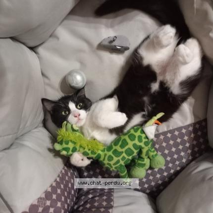 Photo 1/1 Oreo Chat perdu à Louhans