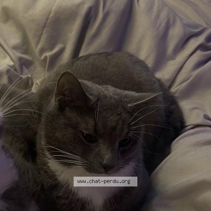 Photo 1/1 Maru Chat perdu à Brussels