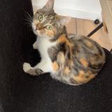 Photo de chat perdu à Bu