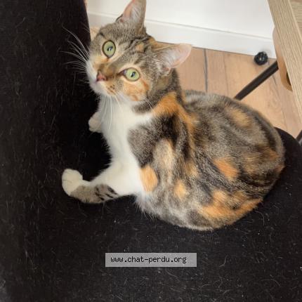 Photo 1/1 Sirah Chat perdu à Bu