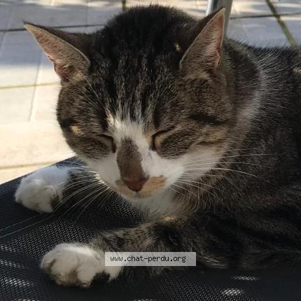 Photo 1/1 Chat trouvé Trouvé à Commelle vernay
